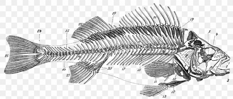 Bony Fishes Skeleton Bone Fish Anatomy, PNG, 1762x754px, Bony Fishes, Anatomy, Black And White, Bone, Cartilage Download Free