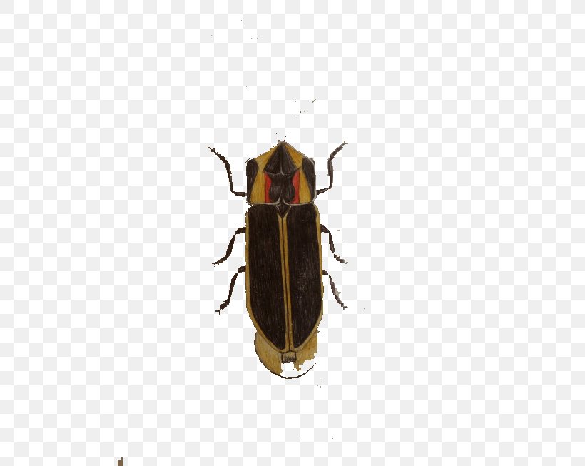 Cockroach Insect Blattodea, PNG, 490x653px, Cockroach, Arthropod, Bed Bug, Beetle, Blattodea Download Free