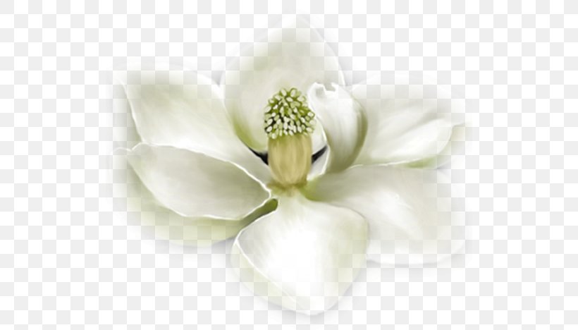 Flower Southern Magnolia Polyvore White, PNG, 520x468px, Flower, Clothing, Cut Flowers, Fashion, Flowering Plant Download Free