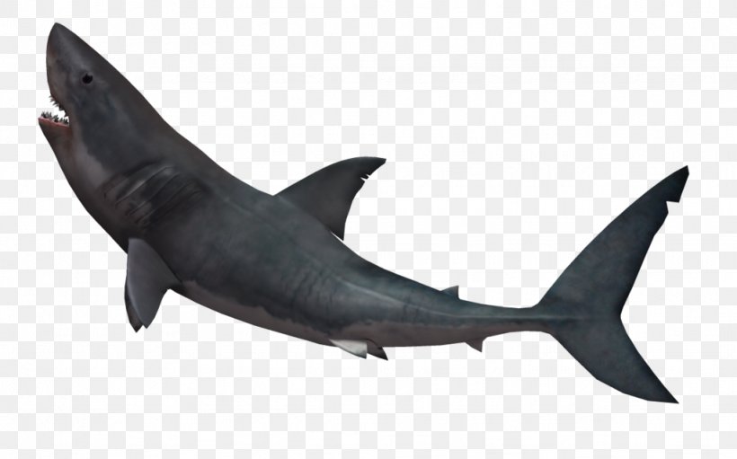 Great White Shark Shark Attack Tiger Shark, PNG, 1024x639px, Shark, Cartilaginous Fish, Dolphin, Fauna, Fin Download Free