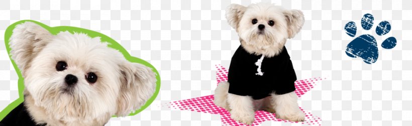 Morkie Maltese Dog Puppy Dog Breed Companion Dog, PNG, 960x295px, Morkie, Better Place, Breed, Carnivoran, Clothing Download Free