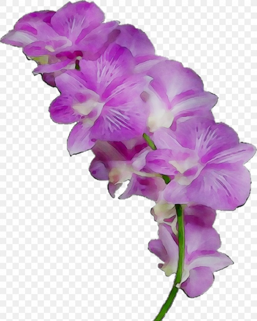 Moth Orchids Cut Flowers Cattleya Orchids Gladiolus, PNG, 1097x1373px, Moth Orchids, Artificial Flower, Cattleya, Cattleya Orchids, Cut Flowers Download Free
