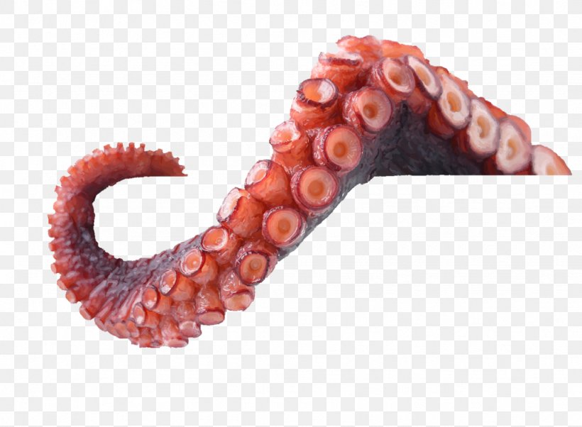 Octopus Tentacle Argonaut Science, PNG, 1024x752px, Octopus, Argonaut, Cephalopod, Cerebrum, Fact Download Free