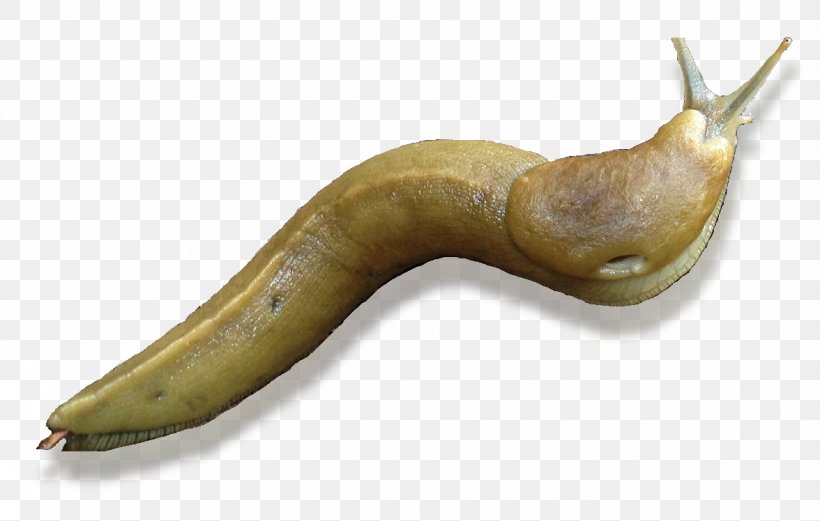 Black Slug Snail Banana Slug Gastropods, PNG, 1176x748px, Slug, Arion, Banana Slug, Black Slug, Gastropods Download Free
