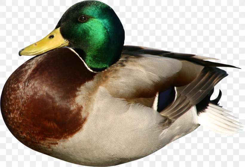 Duck Mallard Bird Goose, PNG, 1246x851px, Duck, Beak, Bird, Canard, Cygnini Download Free