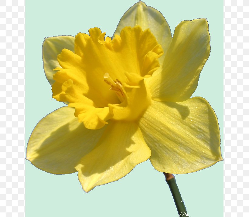 Flowering Plant Daffodil Jonquille, PNG, 653x715px, Flower, Amaryllis, Amaryllis Family, Arrosage, Auglis Download Free