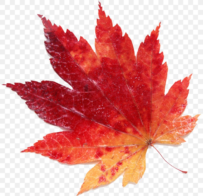 Maple Leaf Red, PNG, 809x793px, Maple Leaf, Autumn, Color, Leaf, Maple Download Free