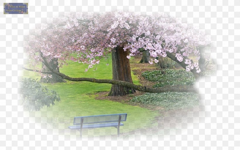 Desktop Wallpaper 1080p Ultra-high-definition Television, PNG, 1000x625px, 4k Resolution, Highdefinition Television, Cherry Blossom, Desktop Environment, Display Resolution Download Free