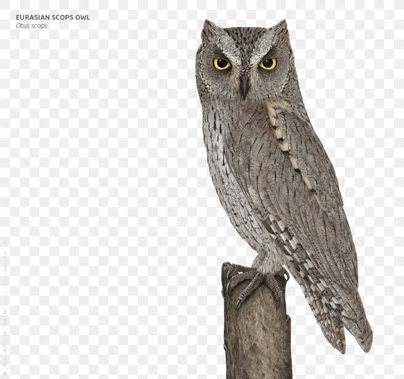 Great Grey Owl, PNG, 1000x939px, Owl, Beak, Bird, Bird Of Prey, Designer Download Free