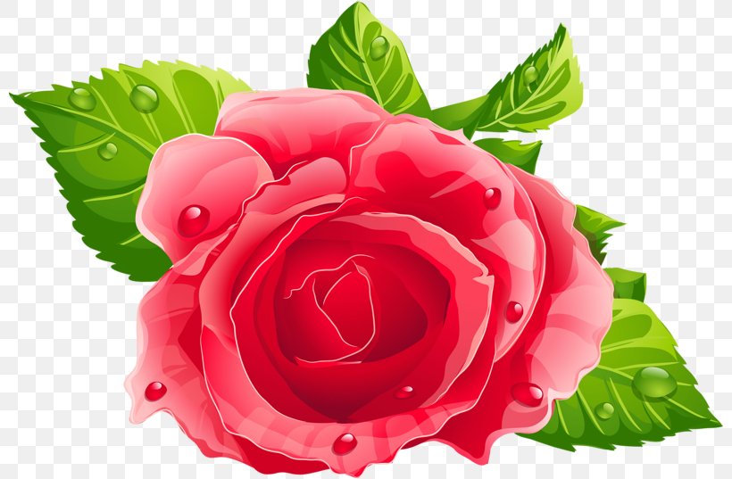 Rose Pink Clip Art, PNG, 800x537px, Rose, Annual Plant, Begonia, China Rose, Cut Flowers Download Free