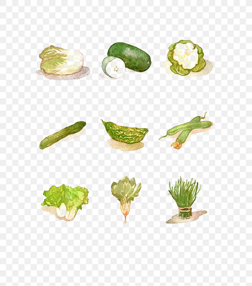 Wax Gourd Vegetable Watercolor Painting, PNG, 658x931px, Wax Gourd, Food, Fruit, Grass, Green Download Free