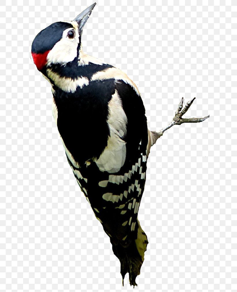 Great Spotted Woodpecker Bird Rock Dove Feather, PNG, 644x1008px, Woodpecker, Apple, Beak, Bird, Common Wood Pigeon Download Free