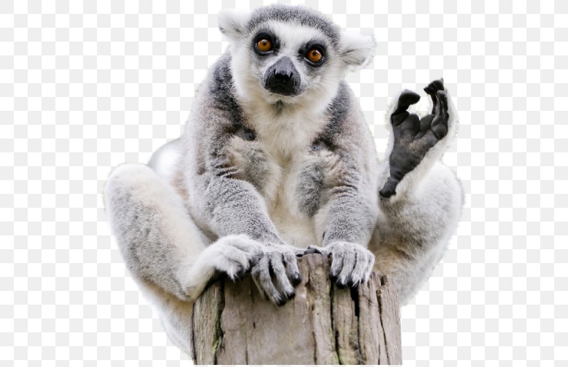 Lemuridae Ring-tailed Lemur Lemurs Madagascar Monkey, PNG, 532x530px, Lemuridae, Animal, Endemism, Fur, Lemur Download Free