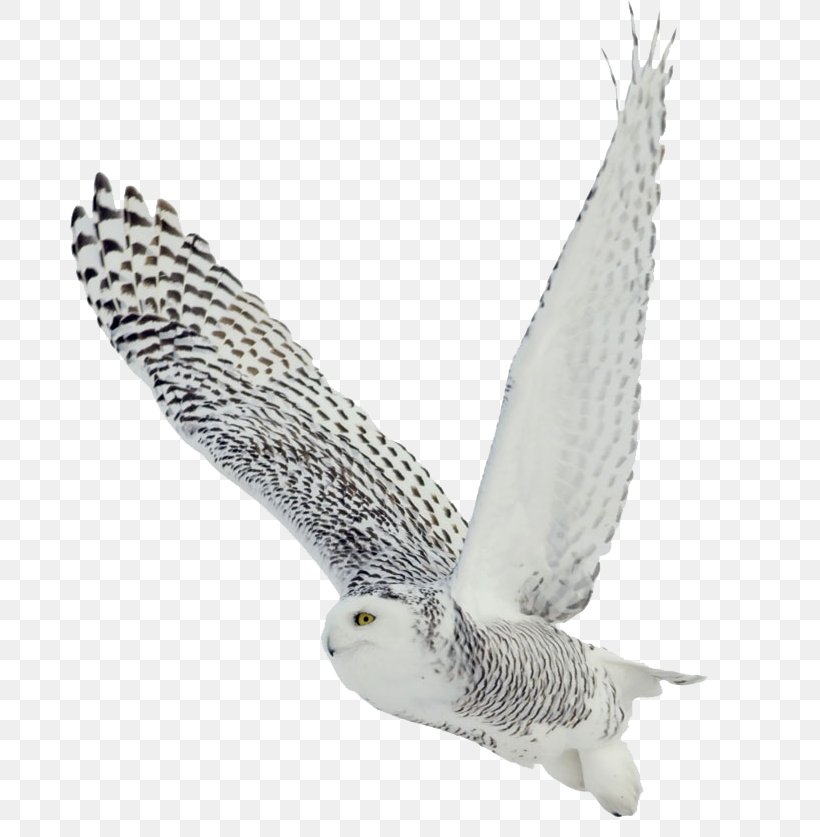 The White Owl Black-and-white Owl Bird Barred Owl Snowy Owl, PNG, 800x837px, Bird, Barn Owl, Barred Owl, Beak, Bird Of Prey Download Free