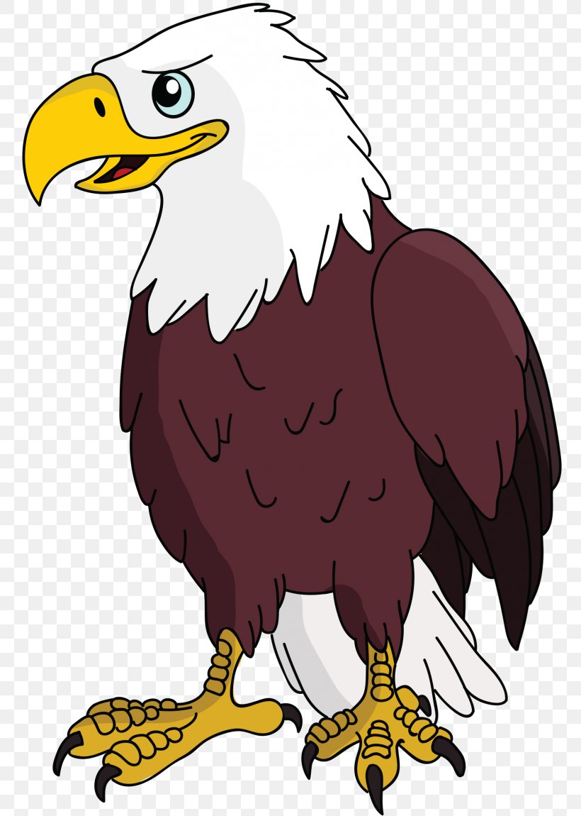 Bald Eagle White-tailed Eagle Bird Stock Photography, PNG, 768x1150px, Bald Eagle, Accipitridae, Accipitriformes, Beak, Bird Download Free