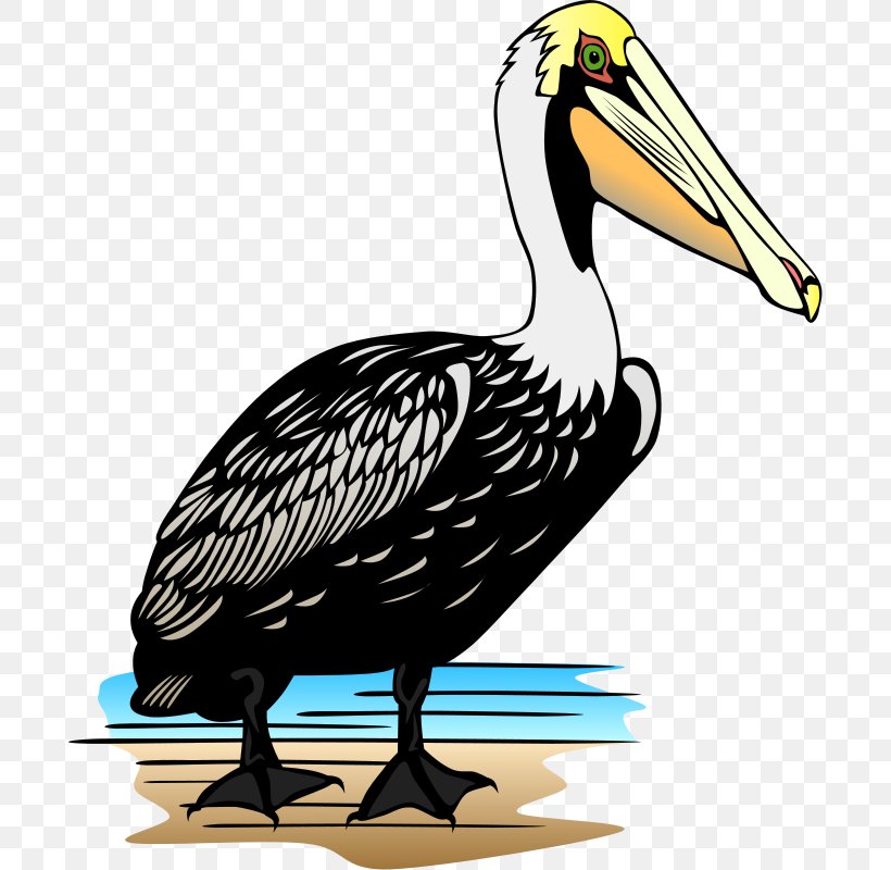 Brown Pelican Free Content Clip Art, PNG, 694x800px, Brown Pelican, Beak, Bird, Cartoon, Drawing Download Free