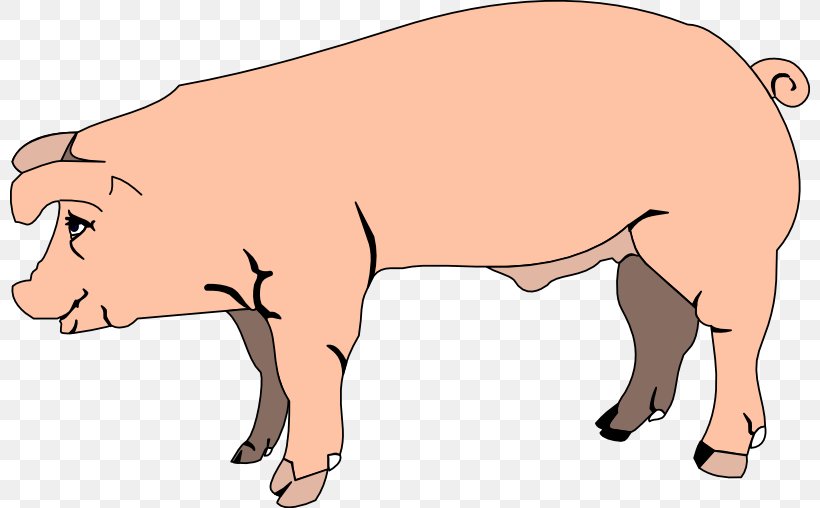 Domestic Pig Free Content Fetal Pig Clip Art, PNG, 800x508px, Domestic Pig, Arm, Cartoon, Cattle Like Mammal, Computer Download Free