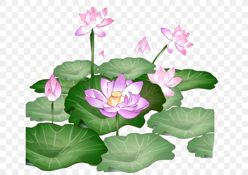 lotus animation