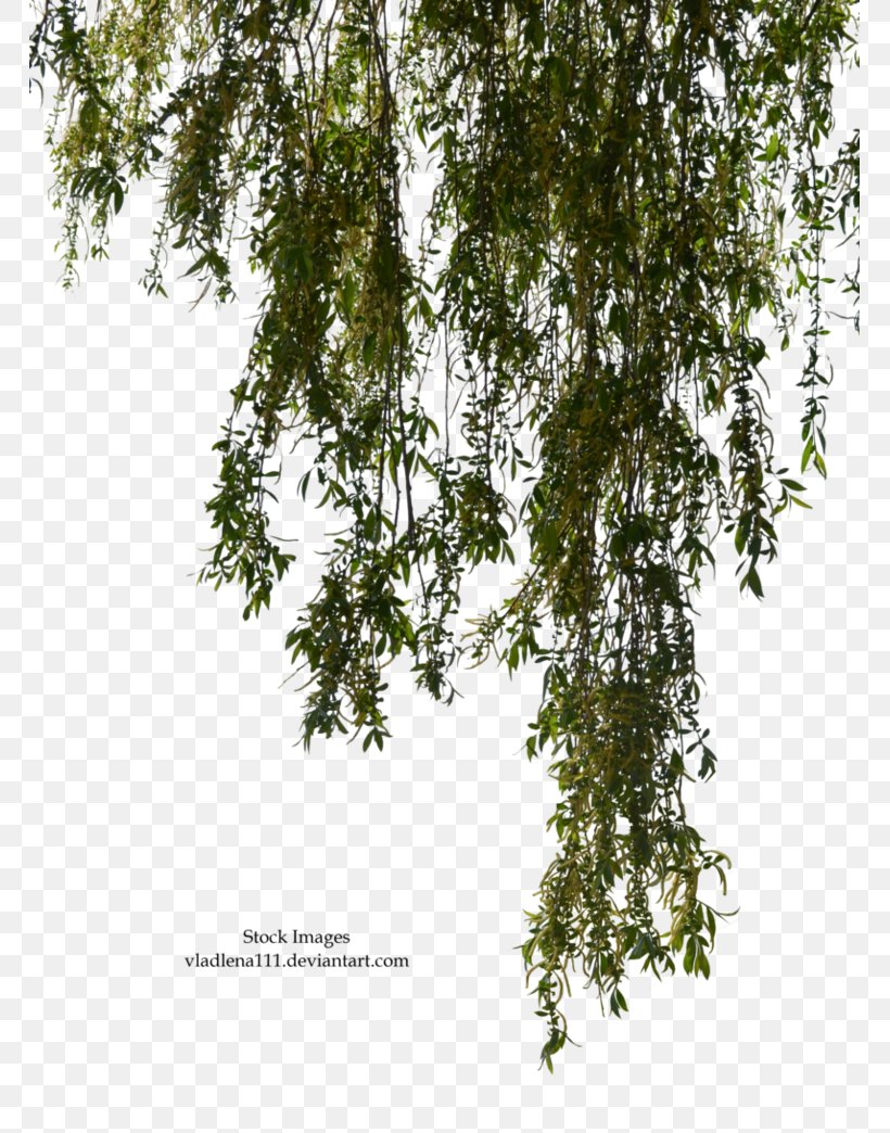 Photography DeviantArt Tree, PNG, 765x1044px, Photography, Art, Birch, Birch Family, Branch Download Free