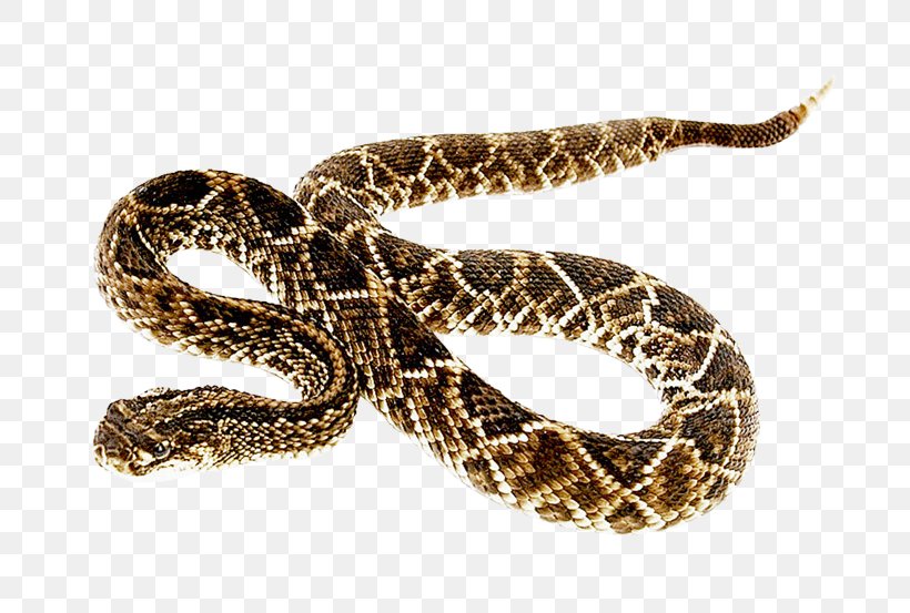 Rattlesnake, PNG, 800x553px, Snake, Boa Constrictor, Boas, Bullsnake, Colubridae Download Free