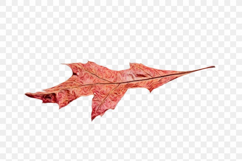 Red Maple Tree, PNG, 1280x853px, Watercolor, Black Maple, Leaf, Maple Leaf, Paint Download Free