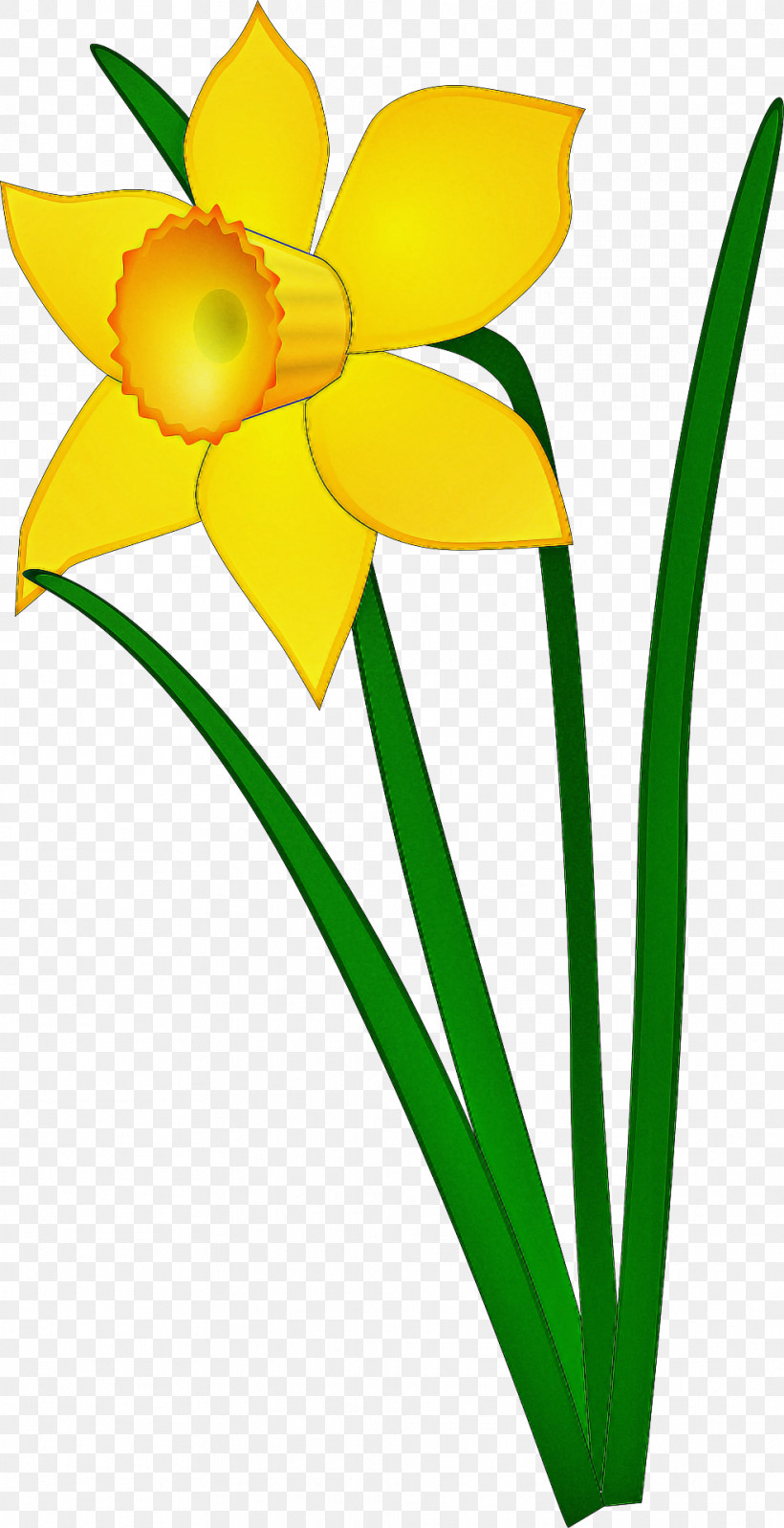Yellow Flower Petal Plant Narcissus, PNG, 985x1920px, Yellow, Amaryllis Family, Cut Flowers, Flower, Narcissus Download Free