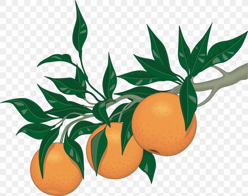 Clip Art Orange Apple Hill Growers Association Vector Graphics Illustration, PNG, 2523x2002px, Orange, Botany, Citrus, Clementine, Flower Download Free