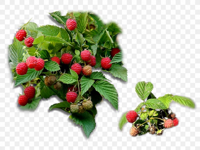 Strawberry Loganberry Raspberry Red Mulberry Tayberry, PNG, 1024x768px, Strawberry, Auglis, Berry, Food, Fruit Download Free