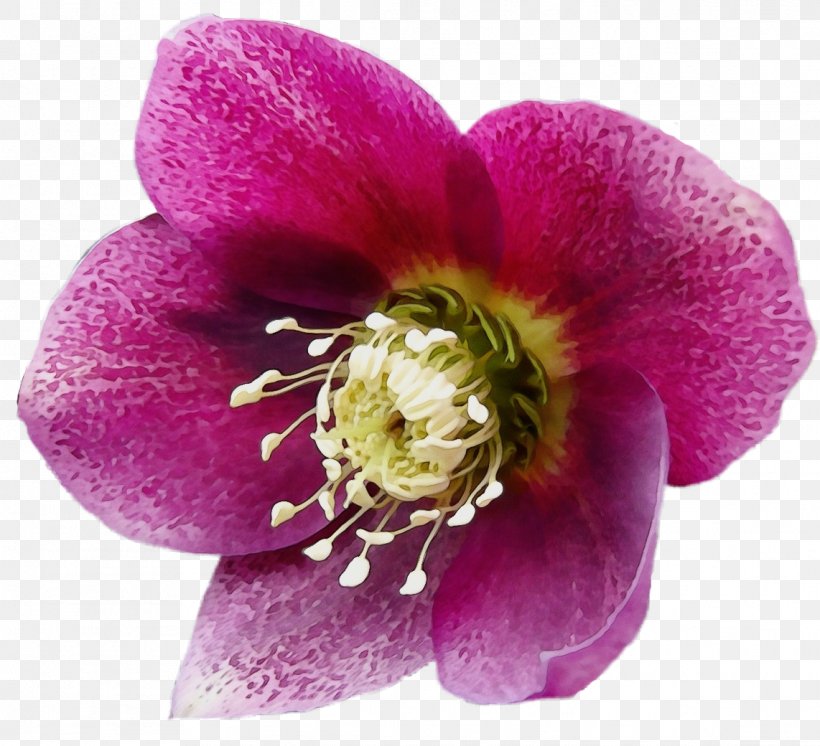 Flowering Plant Herbaceous Plant Plants, PNG, 1142x1040px, Flowering Plant, Anemone, Flower, Hellebore, Herbaceous Plant Download Free