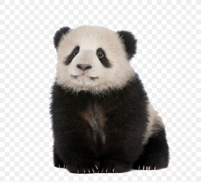 Giant Panda Red Panda Cat Polar Bear, PNG, 1000x907px, Giant Panda, Ailuropoda, Animal, Bear, Carnivoran Download Free