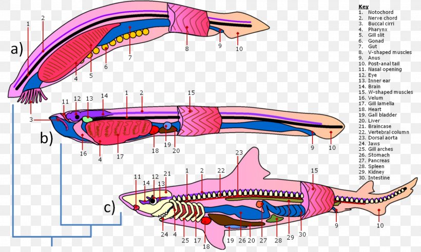 Hagfish Lancelet Shark Lamprey Anatomy, PNG, 1600x959px, Hagfish, Anatomy, Animal, Chordata, Craniate Download Free
