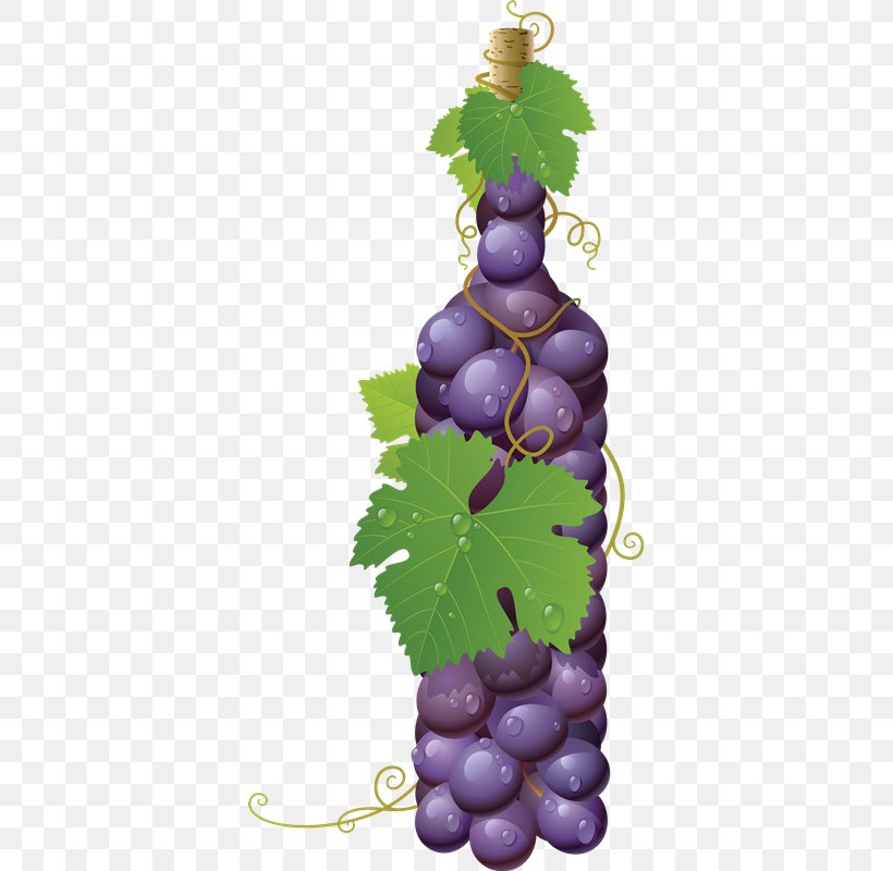 Common Grape Vine White Wine, PNG, 363x800px, Common Grape Vine, Drawing, Flowering Plant, Food, Fruit Download Free