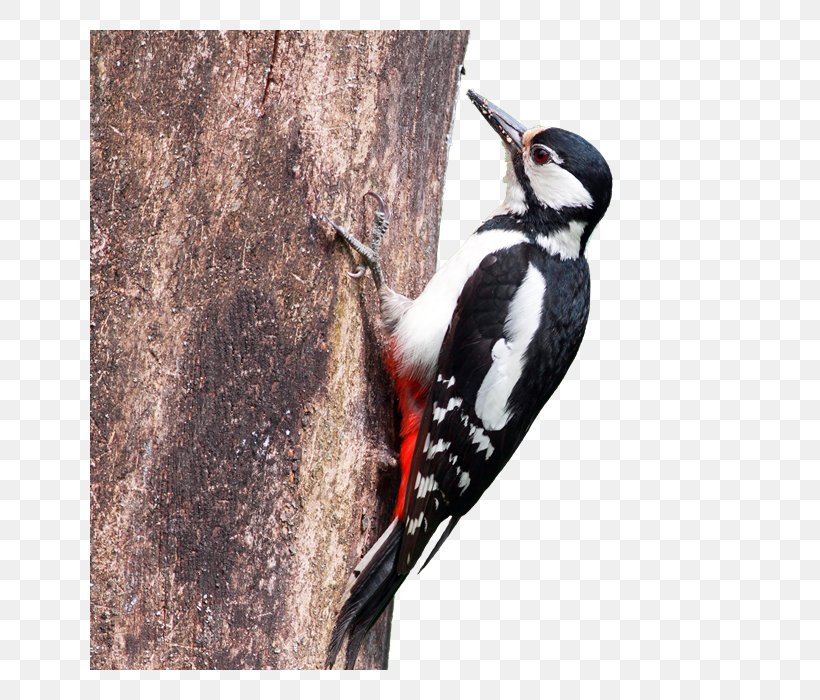 Great Spotted Woodpecker Lesser Spotted Woodpecker Middle Spotted Woodpecker Weibchen, PNG, 640x700px, Woodpecker, Bayerischer Rundfunk, Beak, Bird, Dendrocopos Download Free