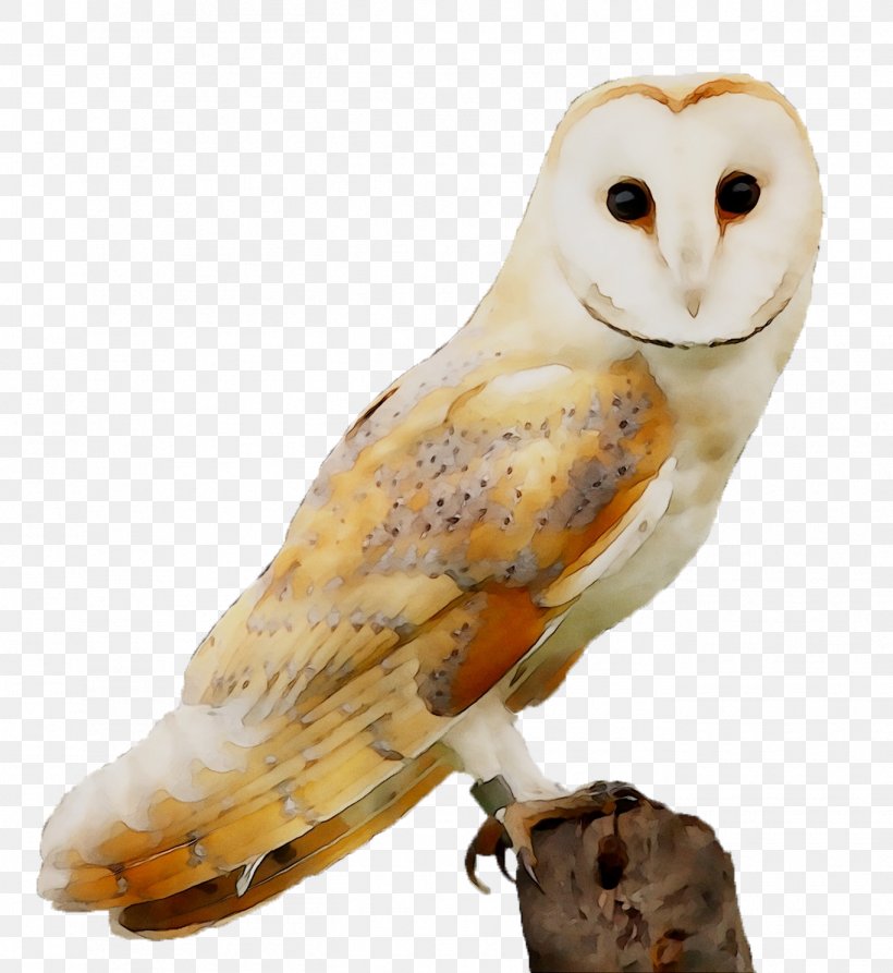 Owl Beak Fauna Feather, PNG, 1365x1488px, Owl, Animal Figure, Barn Owl, Beak, Bird Download Free