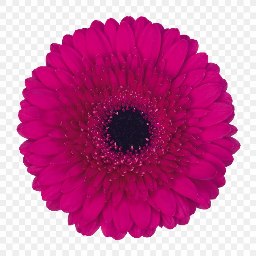 Transvaal Daisy Stock Photography, PNG, 1772x1772px, Transvaal Daisy, Cerise, Chrysanthemum, Chrysanths, Cut Flowers Download Free