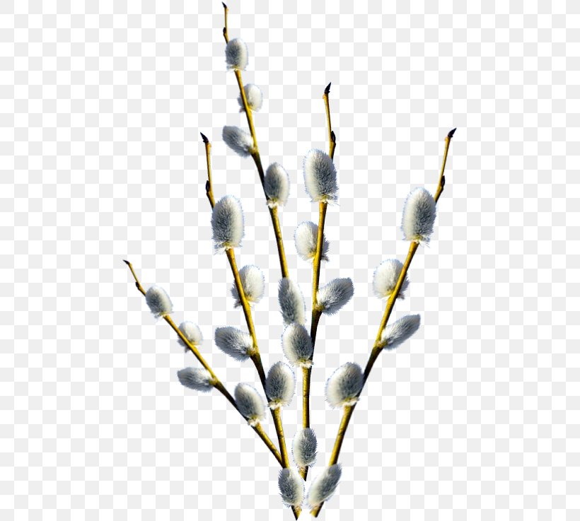 Palm Sunday 1 April Holiday Willow, PNG, 476x737px, 2018, Palm Sunday, Branch, Digital Image, Easter Download Free