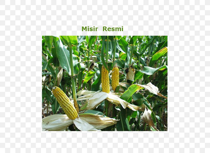 Maize Corn Kernel Sweet Corn Agriculture Corn Starch, PNG, 800x600px, Maize, Agriculture, Biofuel, Corn Gluten Meal, Corn Kernel Download Free