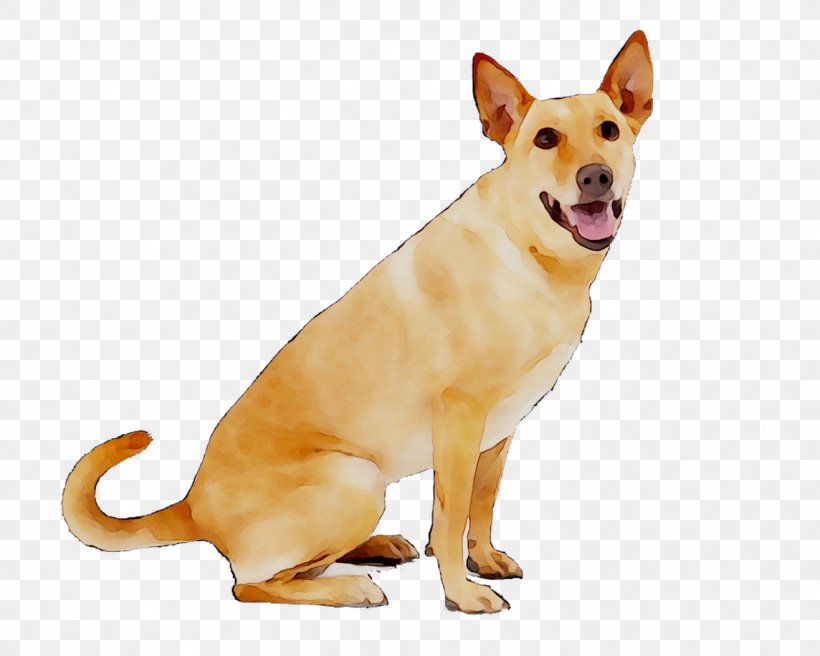 Dog Breed Carolina Dog PetSafe Anti-Barking Collar De Luxe Large Dogs Companion Dog, PNG, 1316x1053px, Dog Breed, American Kennel Club, Ancient Dog Breeds, Breed, Canaan Dog Download Free