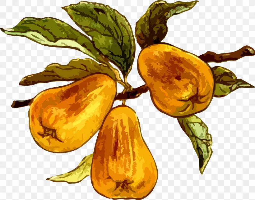 Fruit Food Orchard Clip Art, PNG, 1920x1508px, Fruit, Auglis, Commodity, European Pear, Flower Download Free