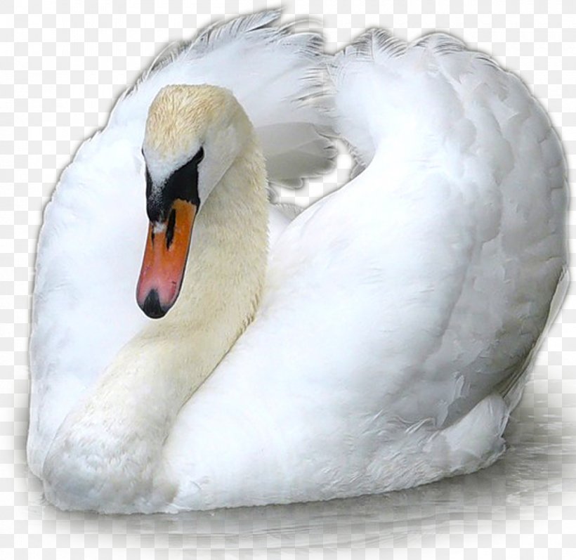 Cygnini Duck Bird Goose Anatidae, PNG, 1200x1167px, Cygnini, Anatidae, Animation, Anseriformes, Beak Download Free