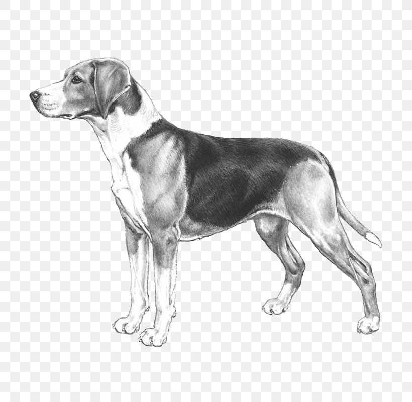 Harrier English Foxhound American Foxhound Beagle Treeing Walker Coonhound, PNG, 800x800px, Harrier, American Foxhound, Beagle, Black And White, Breed Download Free