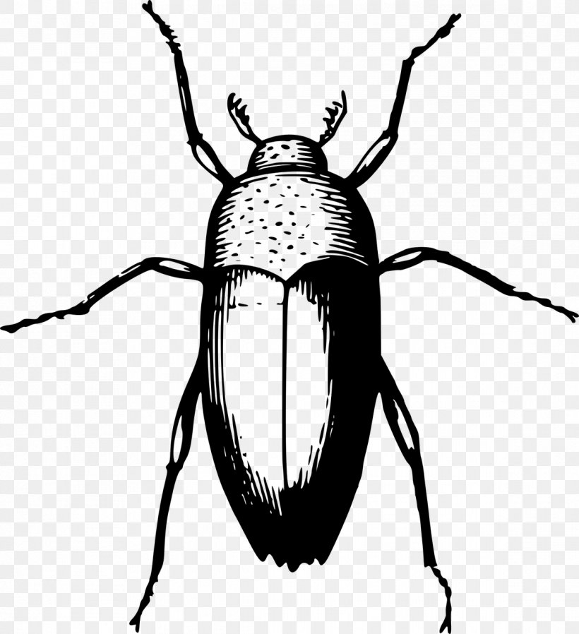 Scarabs Eastern Hercules Beetle Ladybird Beetle Clip Art, PNG, 1168x1280px, Scarabs, Animal, Arthropod, Artwork, Attagenus Pellio Download Free