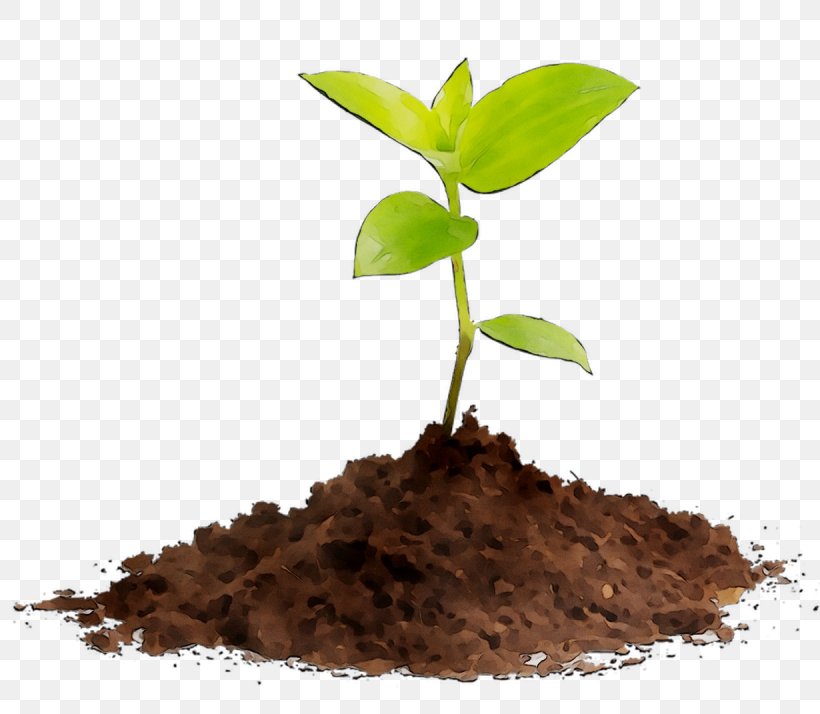 Seedling Compost Soil Plants Stock Photography, PNG, 1230x1071px, Seedling, Arbor Day, Compost, Flower, Leaf Download Free
