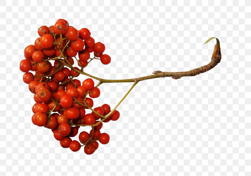 Sorbus Aucuparia Berry Clip Art, PNG, 800x574px, Sorbus Aucuparia, Auglis, Berry, Cherry, Computer Software Download Free