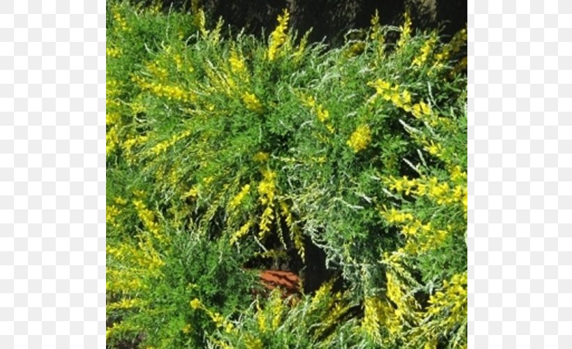 Carraro Sante Vivai Piante S.S. Agricola Subshrub Padua Tree, PNG, 800x500px, Shrub, Biome, Cytisus, Ecosystem, Evergreen Download Free