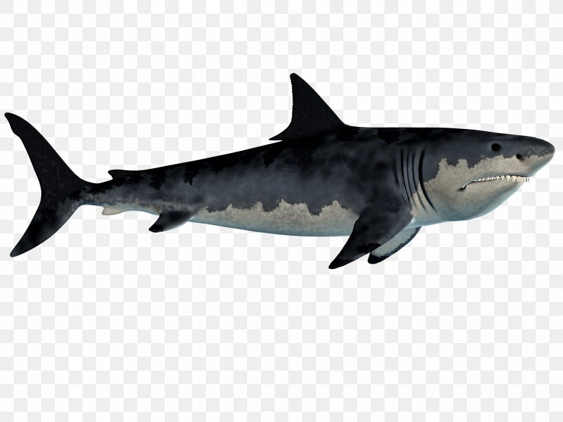 Fish Tiger Shark Requiem Shark Great White Shark Chondrichthyes, PNG, 2500x1875px, Fish, Animal, Carcharhiniformes, Cartilaginous Fish, Chondrichthyes Download Free