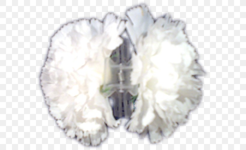 Fur, PNG, 625x500px, Fur, Flower, Petal, White Download Free