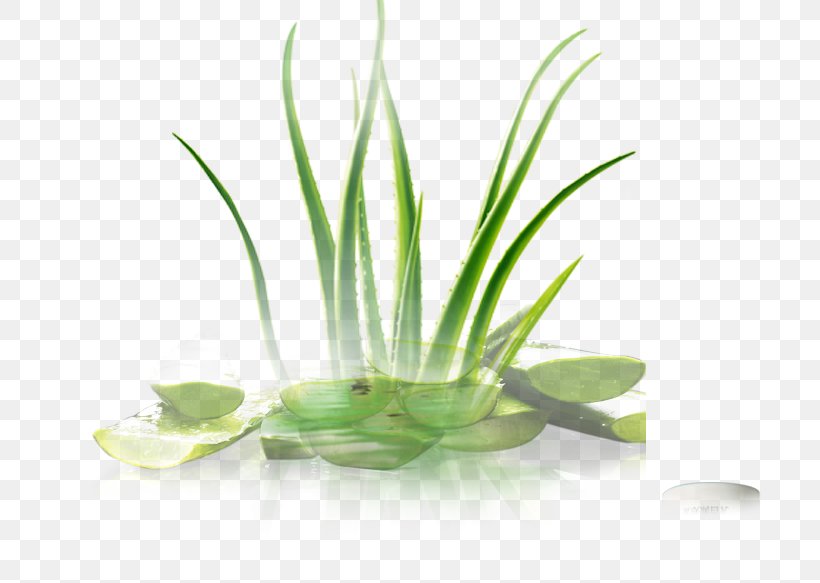 Leaf Herbalism Grasses Alternative Health Services, PNG, 705x583px, Leaf, Aloe, Aloe Vera, Alternative Health Services, Alternative Medicine Download Free