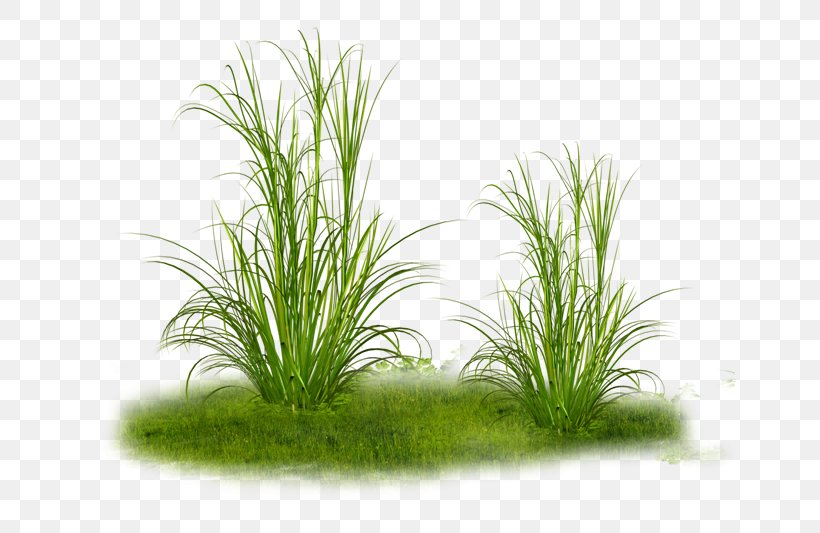 Ornamental Grass Clip Art, PNG, 650x533px, Ornamental Grass, Aquarium Decor, Aquatic Plant, Chrysopogon Zizanioides, Computer Software Download Free