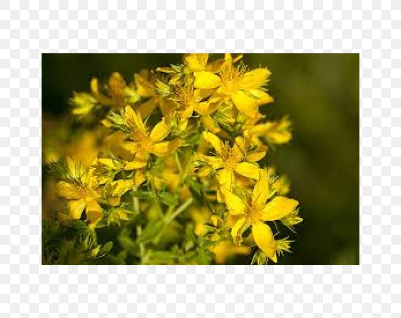 Perforate St John's-wort Antidepressant Herb Cyst Skin, PNG, 650x650px, Antidepressant, Acne, Cyst, Depression, Disease Download Free